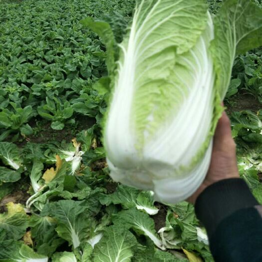 黄心大白菜 湖北省恩施土家族苗族自治州恩施市