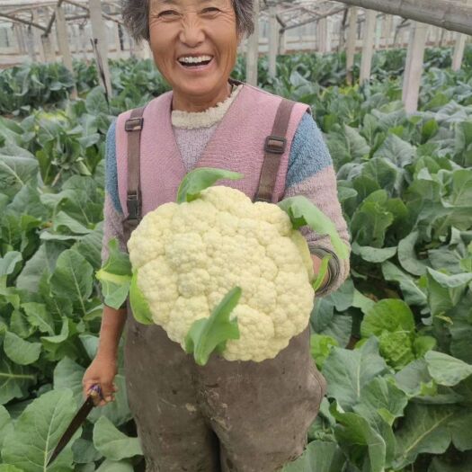 高青县2-4斤净菜✔有机菜花✔散花✔花菜✔山东高青万亩产地直销