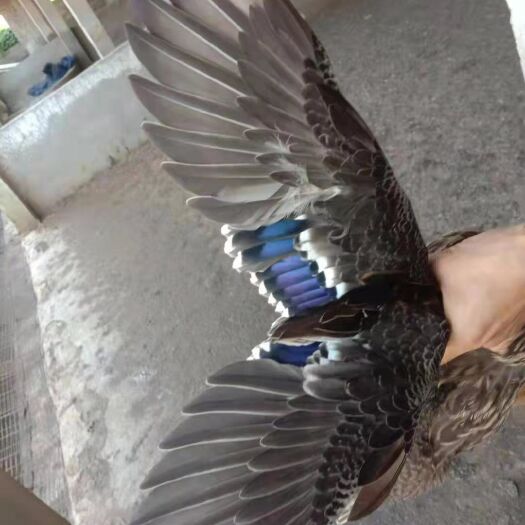 阳江 飞天水鸭