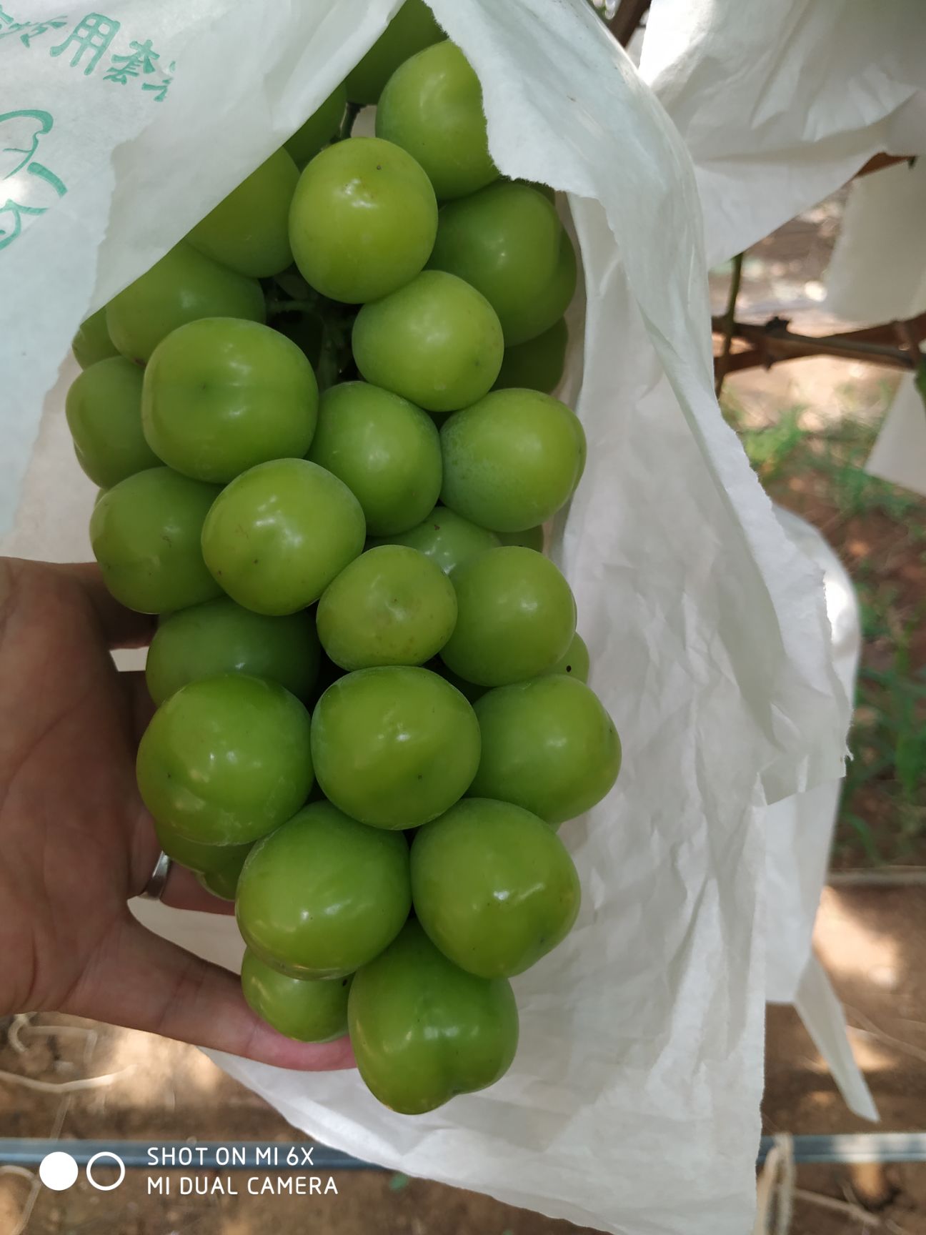  精品阳光玫瑰，现摘现发，产地直发，欢迎咨询
