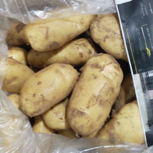 宁波土豆，荷兰土豆