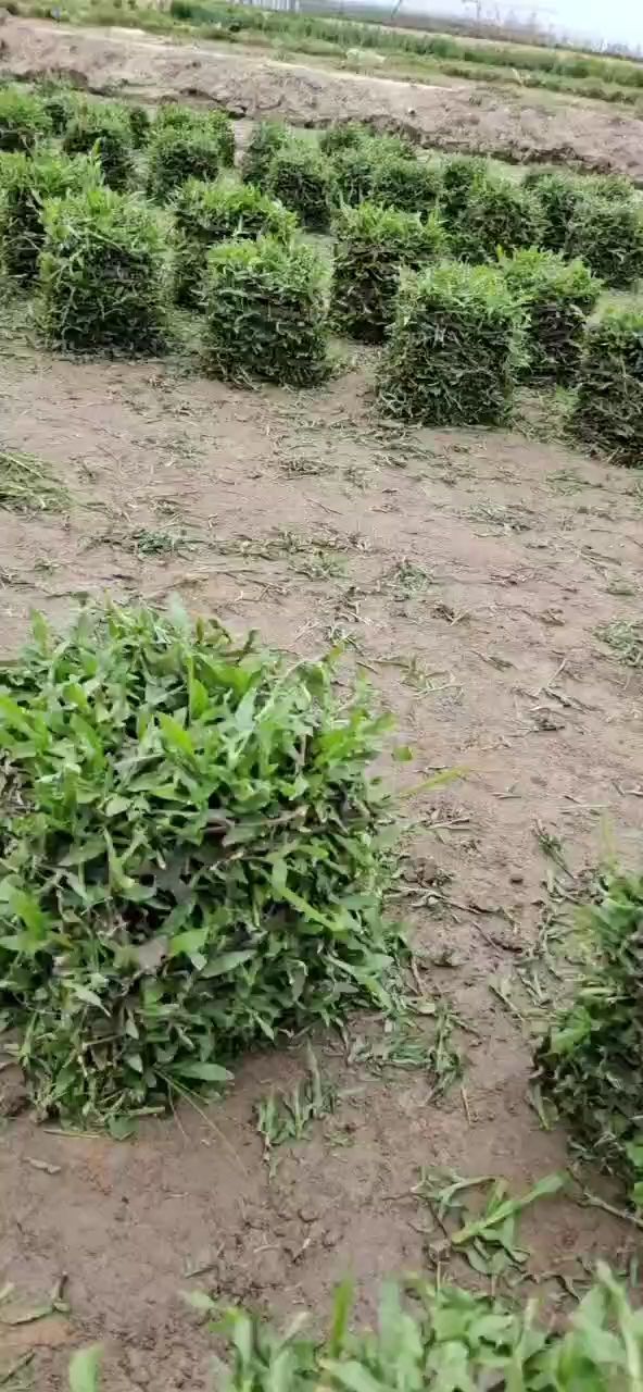 大叶油草  草皮