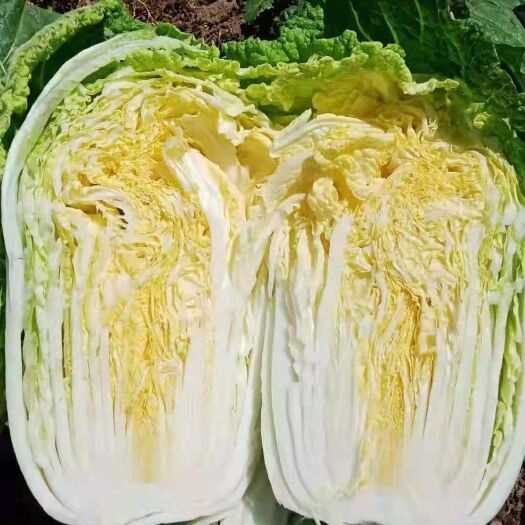 喀喇沁旗黄心大白菜 大白菜