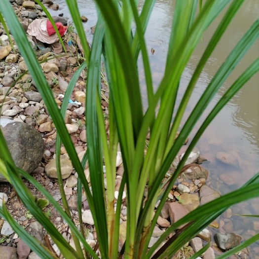 崂峪苔草，绿化用苗，工程用苗