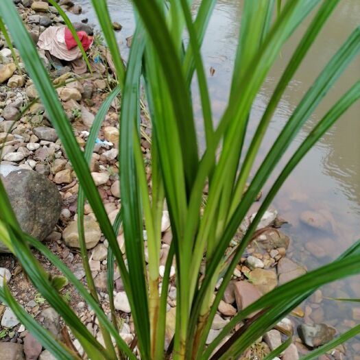 桑植县崂峪苔草，绿化用苗，工程用苗