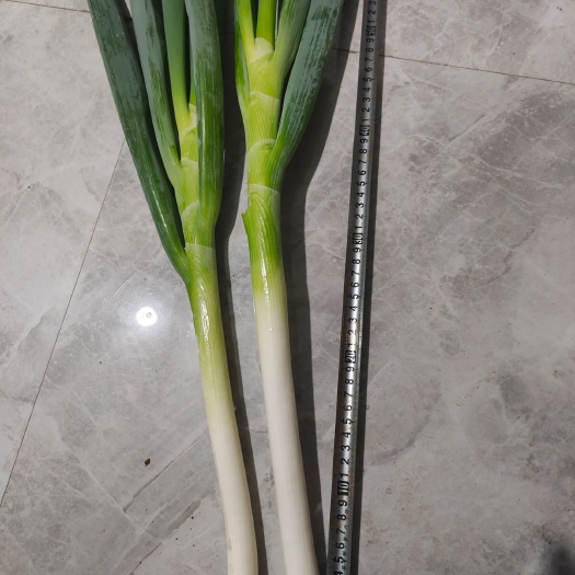 潍坊 长白葱，毛葱，中村粗，白长30公分