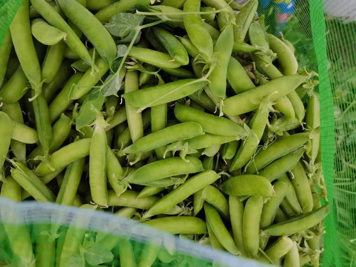 水果豌豆  吉林長春市懷德鎮(zhèn)。豌豆產(chǎn)區(qū)大面積種植豌豆，產(chǎn)量大，產(chǎn)地直銷！