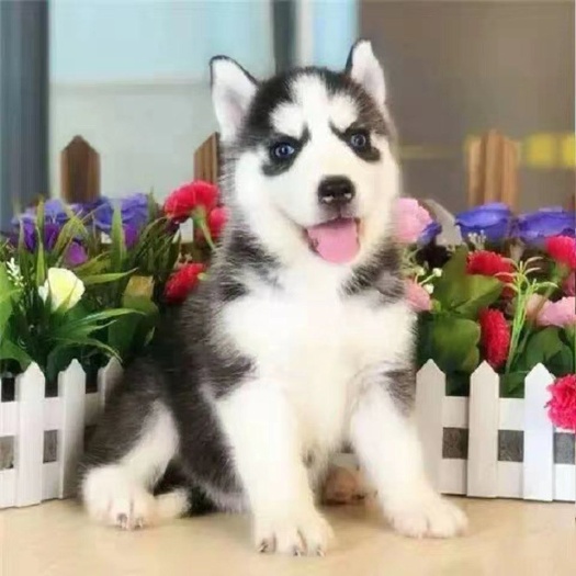 沛县哈士奇幼犬纯种家养宠物狗狗精品二哈幼犬活体三把双蓝眼二哈幼崽