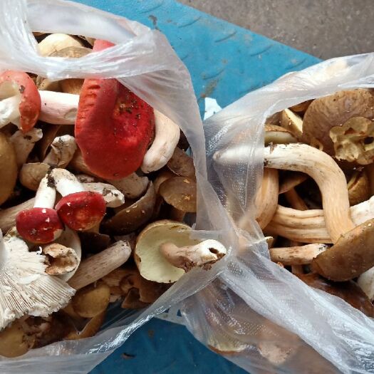 澜沧县美味牛肝菌 云南牛干菌