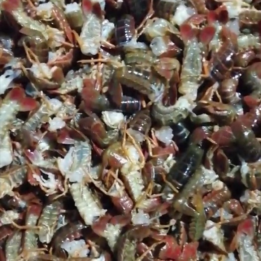 济宁小龙虾  顺丰包邮净重无冰鲜虾尾大规格100粒左右产地直发新鲜