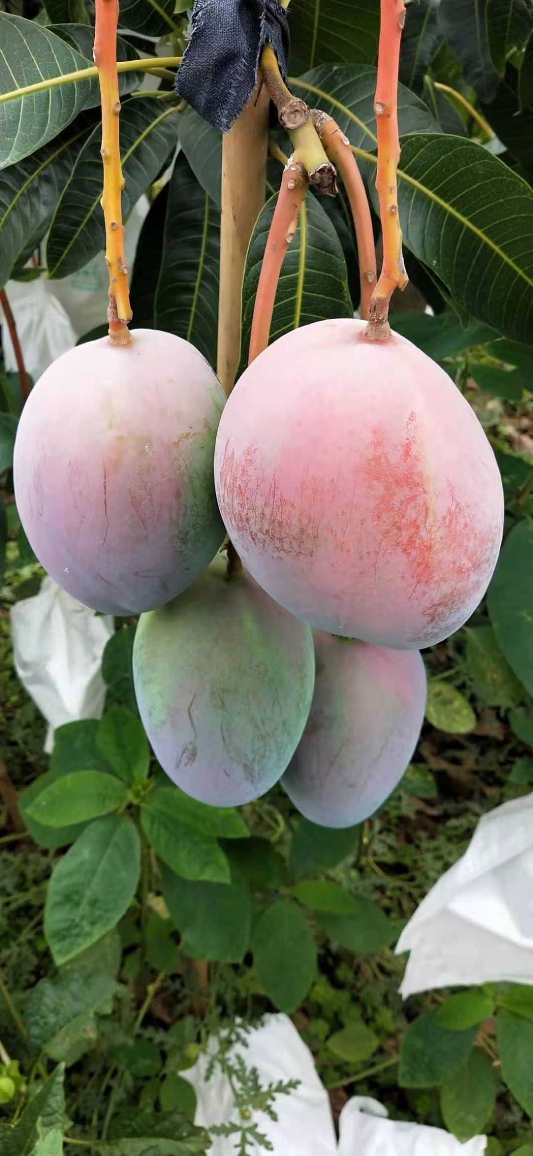  凯特芒果