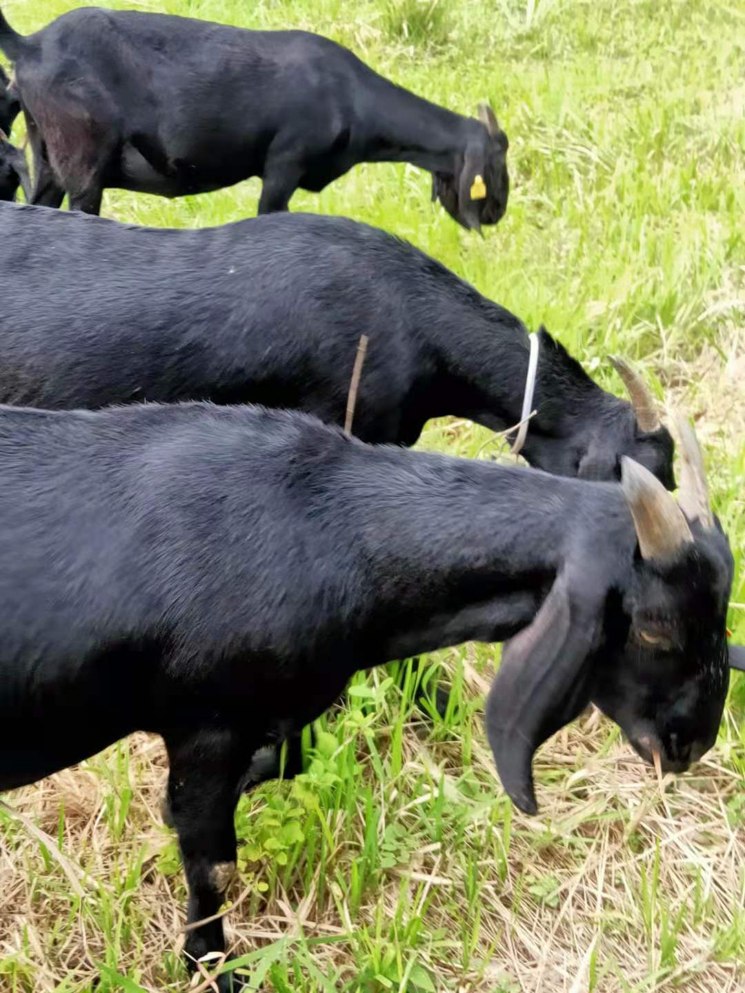 大耳羊  精品努比亚山羊种母羊