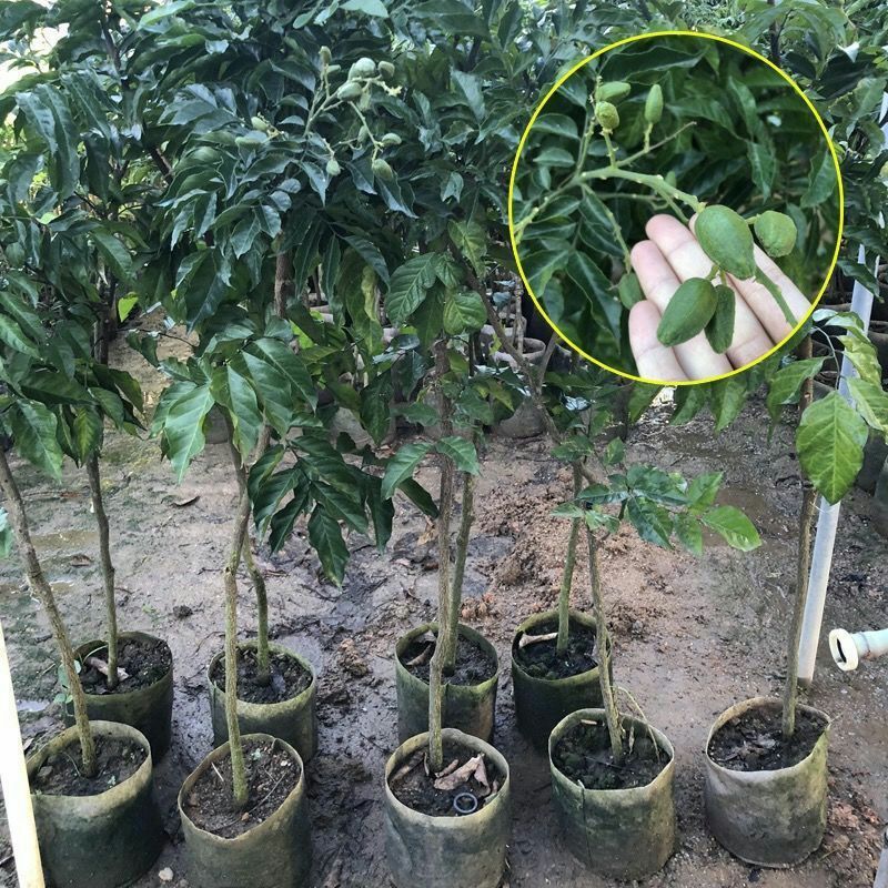 贵妃黄皮果苗  贵妃黄皮树苗无核出世甜鸡心黑黄皮嫁接果树苗四