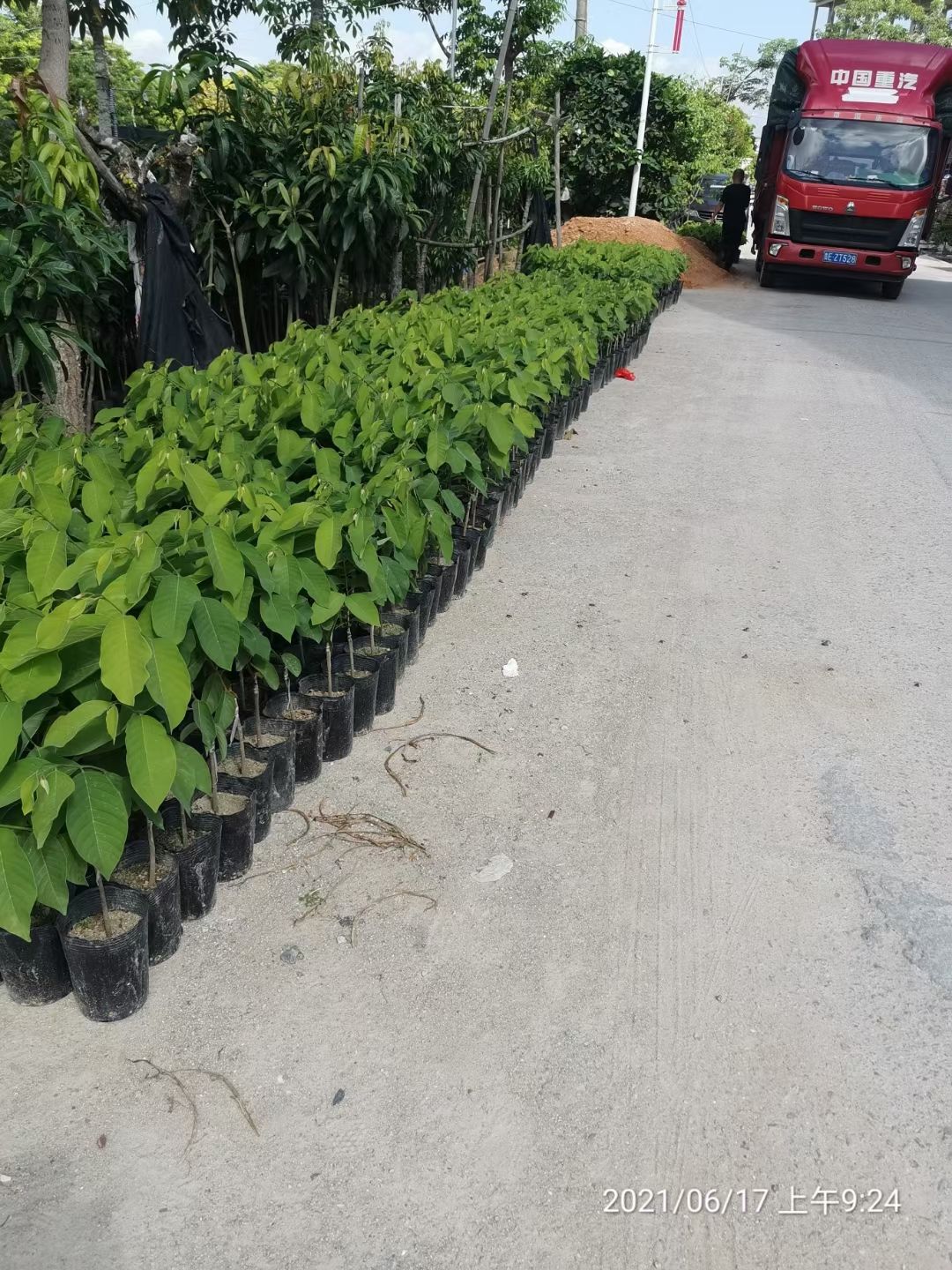 释迦果苗 凤梨释迦中杯苗