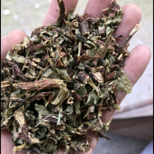 肥城市景天三七
