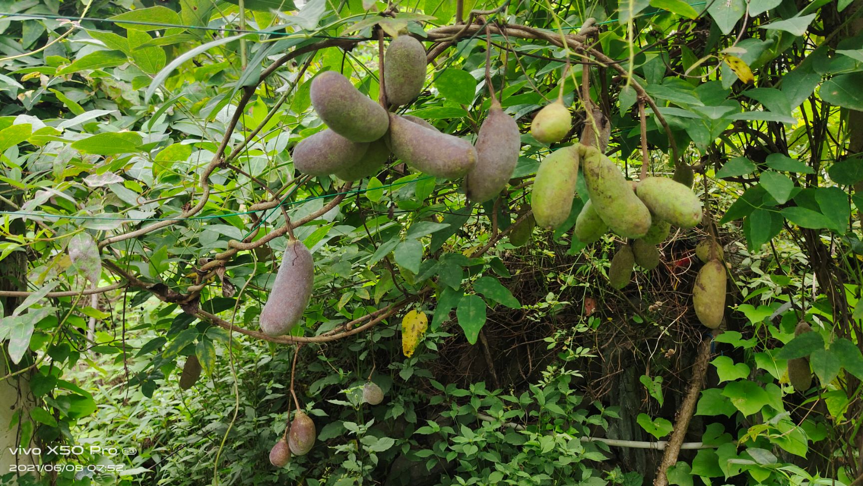 八月瓜 自家农场