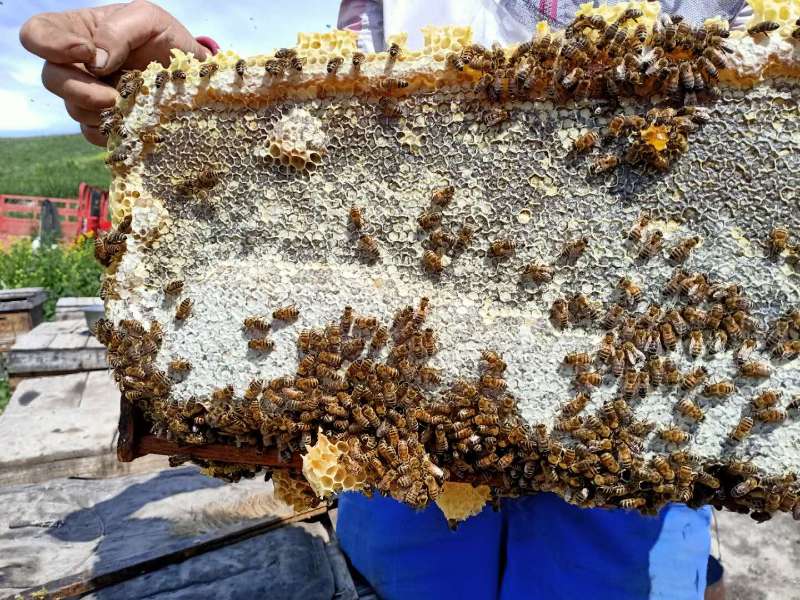蜂王浆批发价背后的市场风云