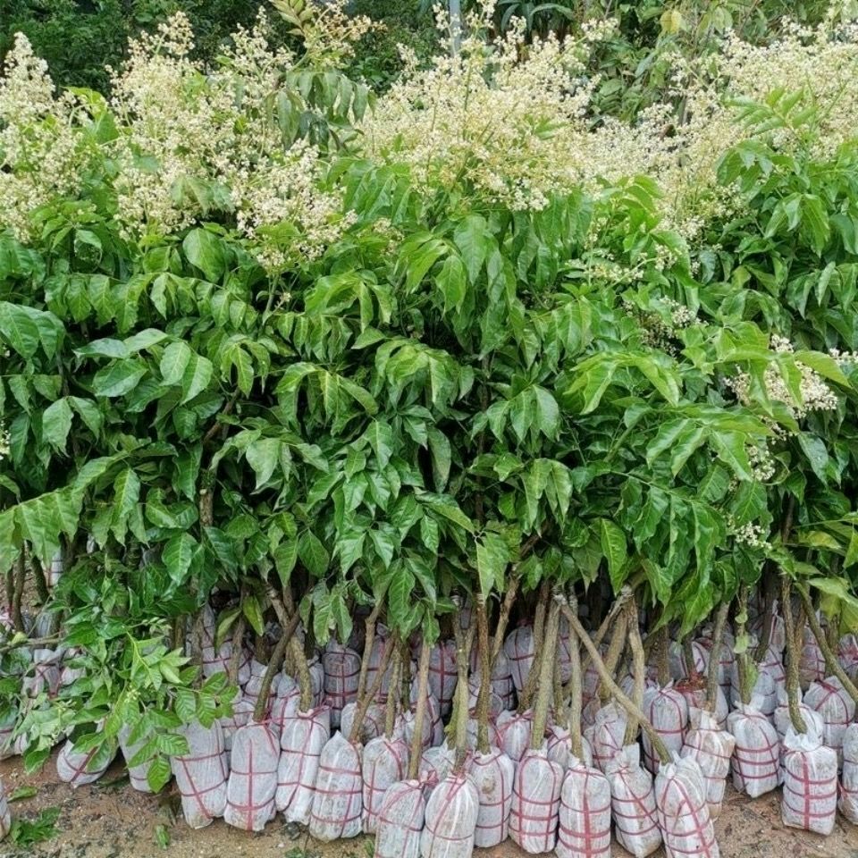 贵妃黄皮果苗  贵妃黄皮树苗无核出世甜鸡心黑黄皮嫁接果树苗四