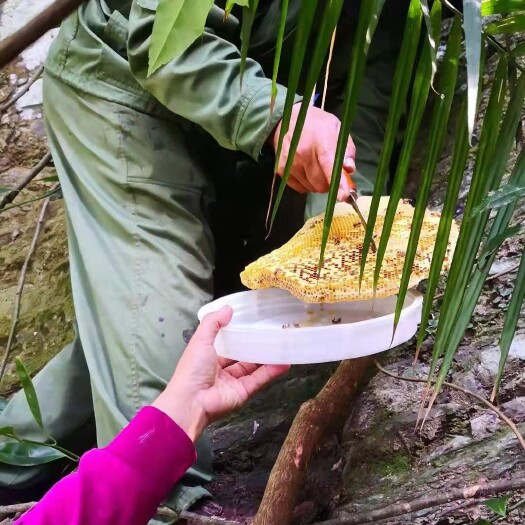 白沙县野蜂蜜土蜂蜜百花蜜，海南热带雨林实地采收，一年一次（四月）