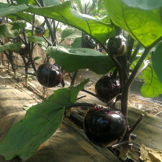 宁城县 圆茄