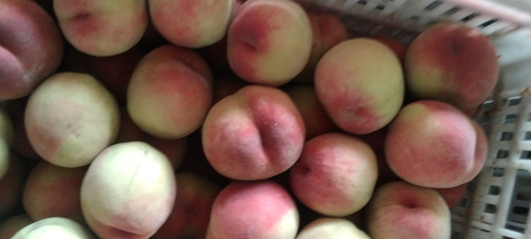 突围桃 平顶红桃，新十四号桃，精选三桃，