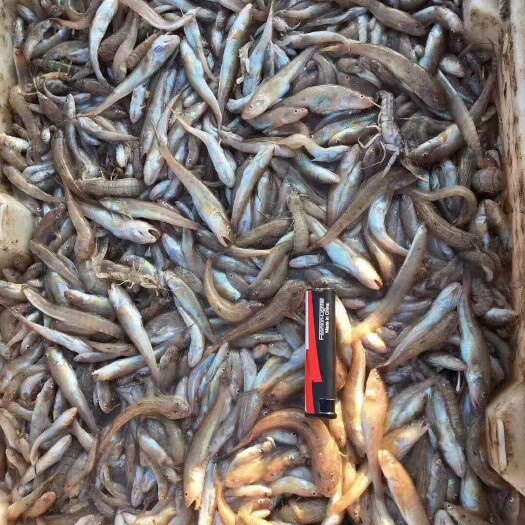 锦州沙光鱼饲料，