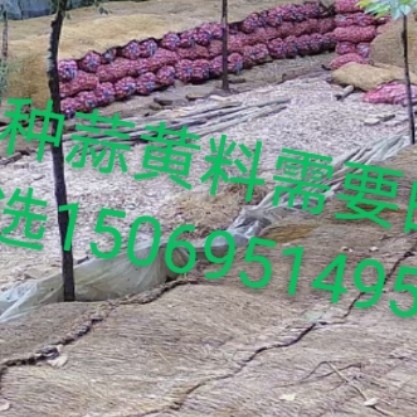 冠县大蒜种子 紫皮红瓣大蒜蒜种
