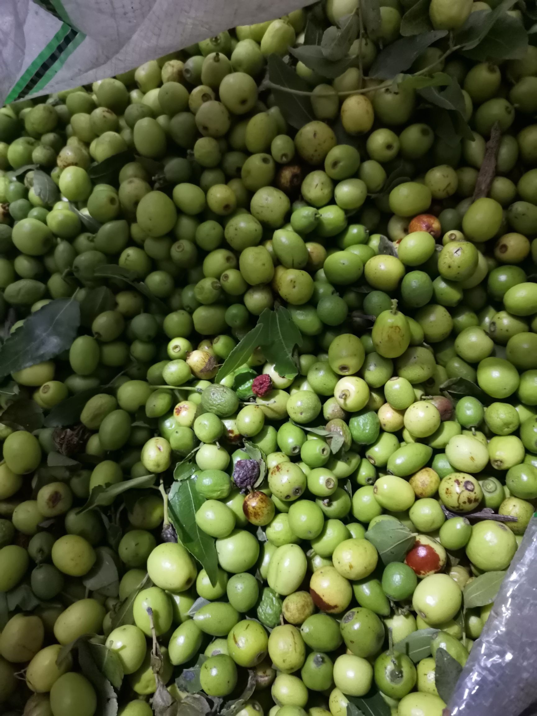 酸枣 河北省邢台市邢台县