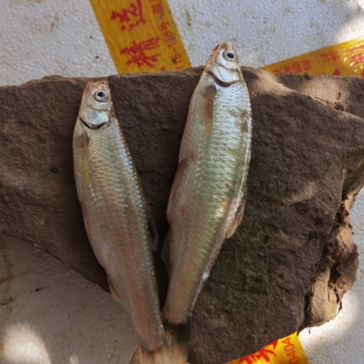 茶陵县白条鱼 