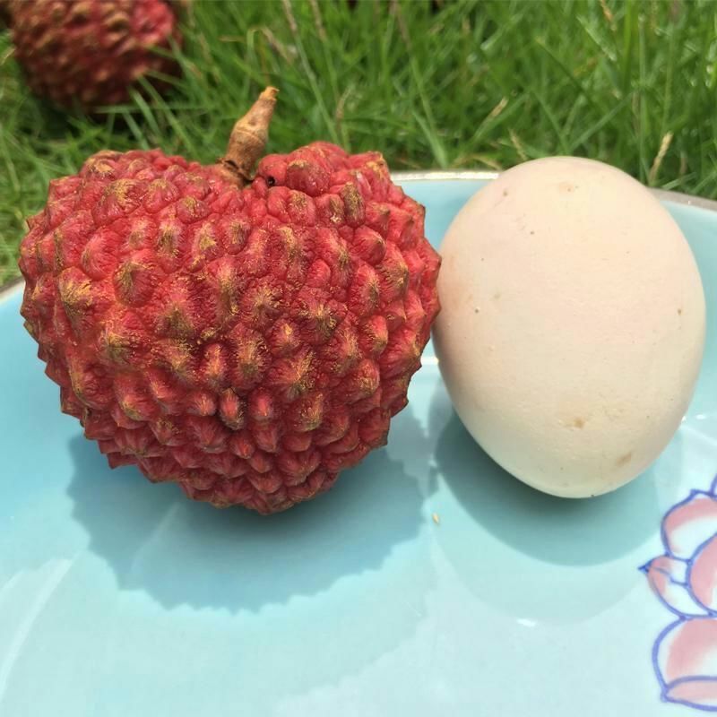 荔枝苗  包邮荔枝王树苗嫁接果树苗仙进奉挂绿无核桂味妃子笑南