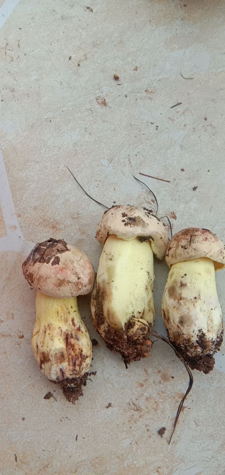 红葱菌 云南野生菌，牛肝菌，青头菌，干巴菌，鸡枞菌……场地直供