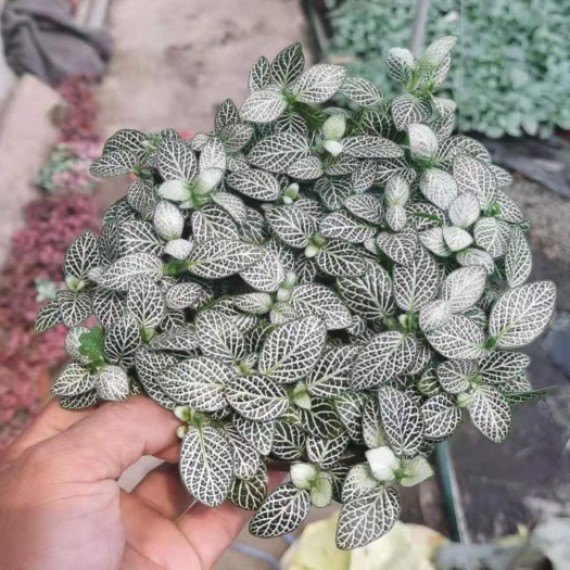 青州市网纹草盆栽