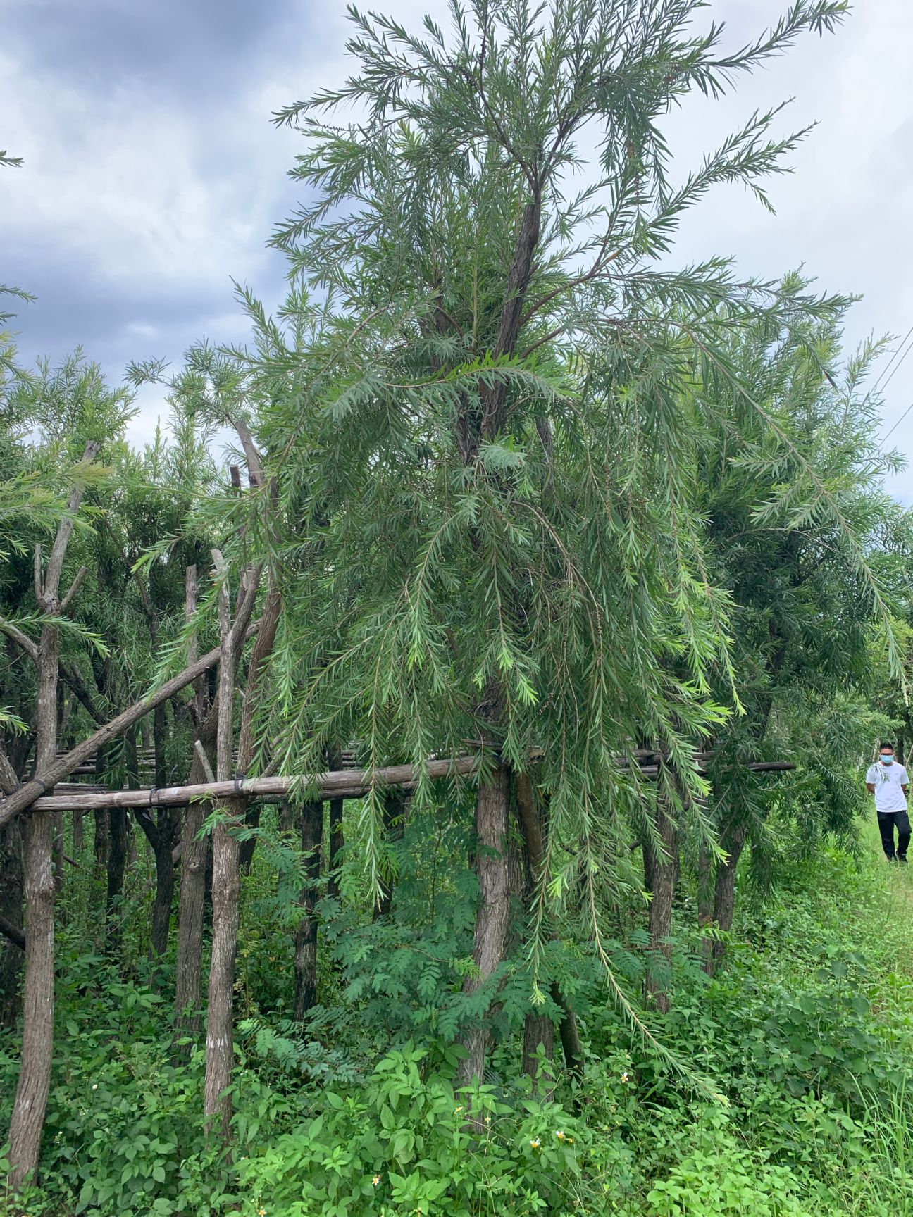 5-12公分串钱柳  红千层   金宝树