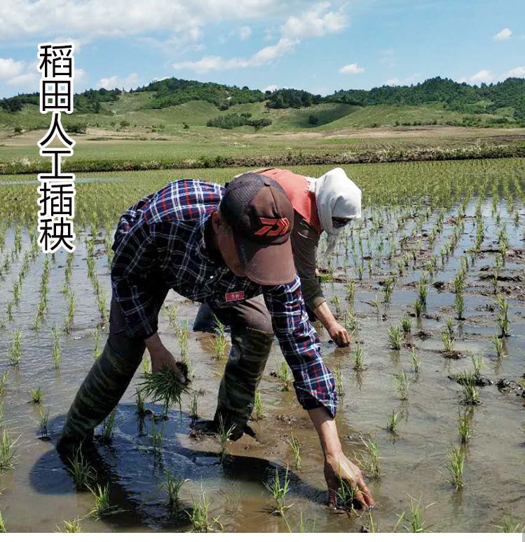 黑龙江五常稻花香一等粳米 品质保障 产地直销