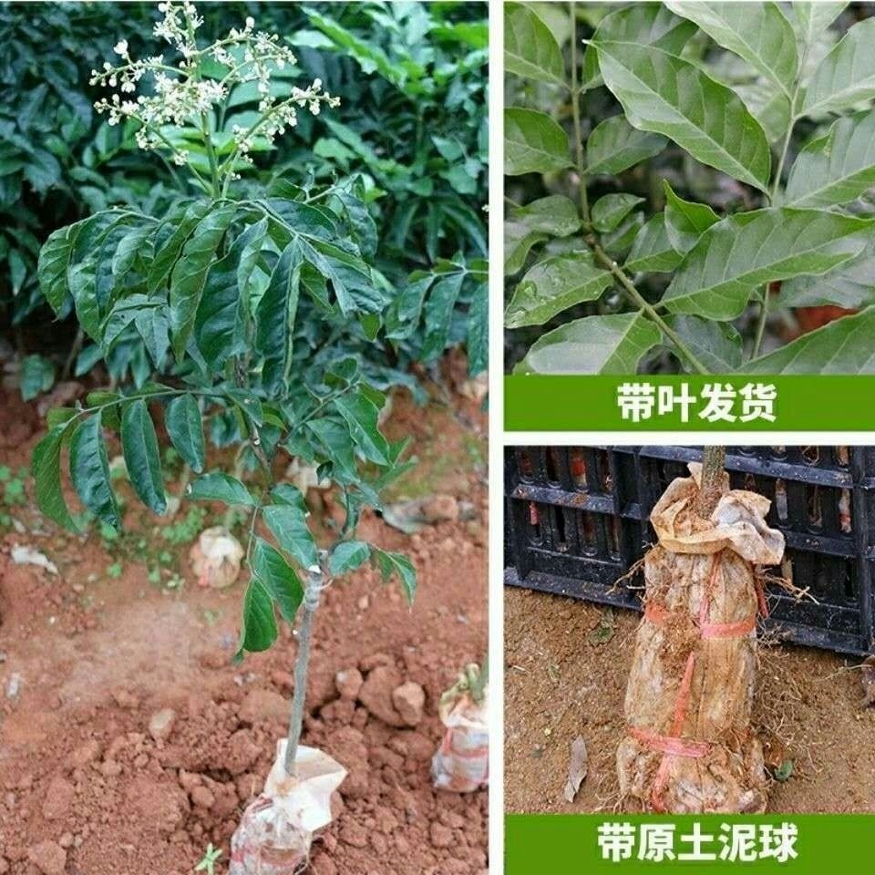 贵妃黄皮果苗  贵妃黄皮树苗无核出世甜鸡心黑黄皮嫁接果树苗四