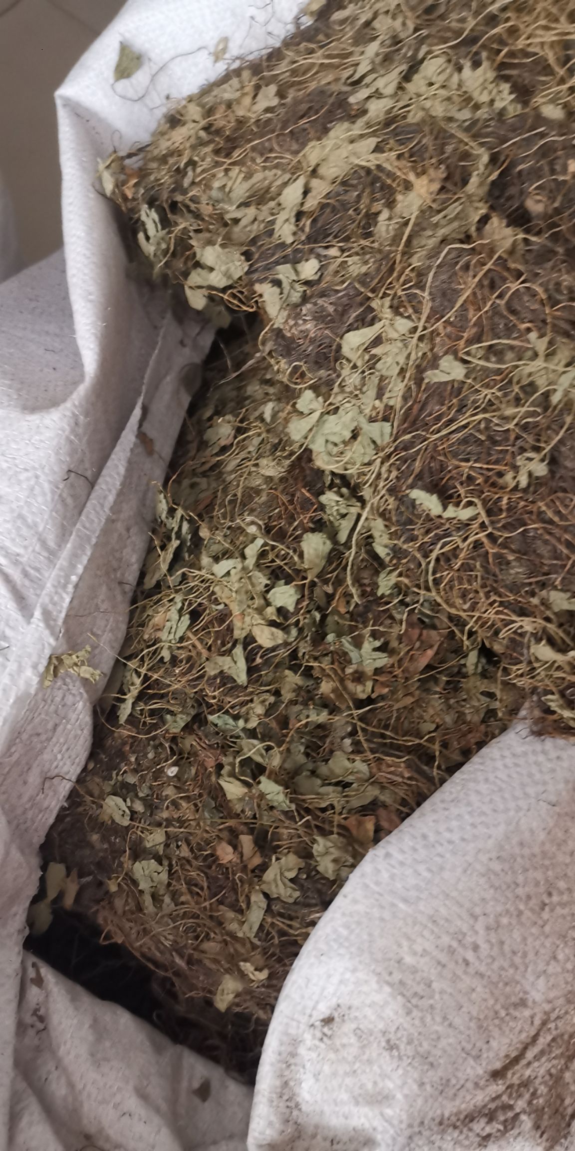 田字草 四叶草，四叶莲中药材批发，量大从优