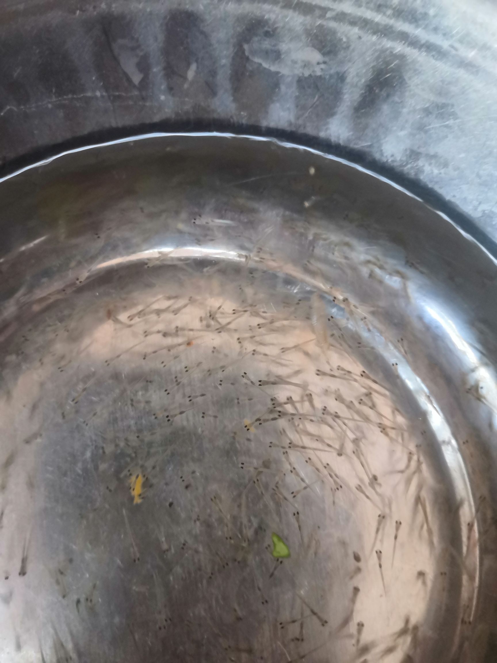 加州鲈鱼苗  加州鲈鱼水花苗，场地直销，快大良种鱼苗无病无伤