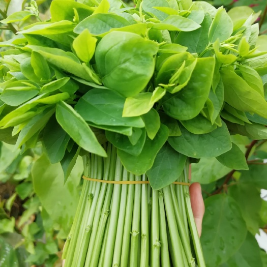 凭祥市树仔菜天绿香五指山野菜绿色蔬菜脆甜爽口清炒凉拌口感香甜益肝菜