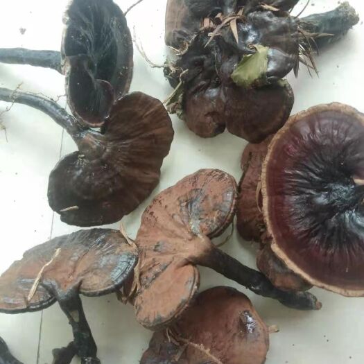 榕江县紫灵芝 林芝，有需要的老板多多联系！