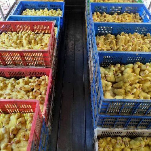 廉江市广东湛江廉江优质番鸭苗批发零售 健康活力高成活率