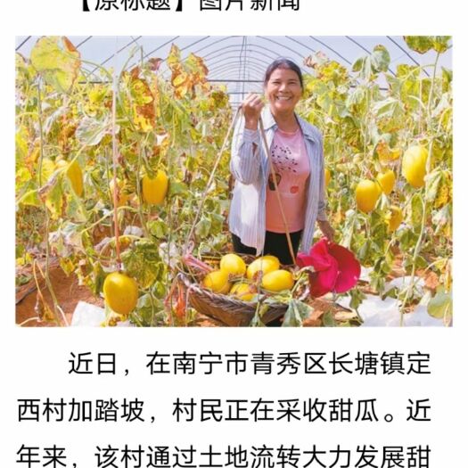 南宁黄金蜜瓜  甜瓜：小哈密瓜
