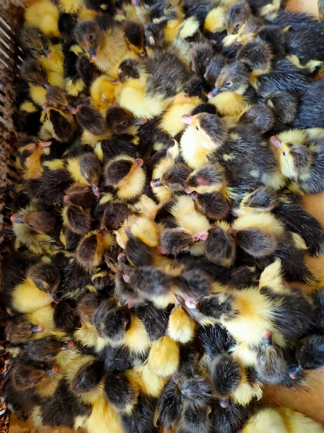 黑番鸭苗  大花黑番苗