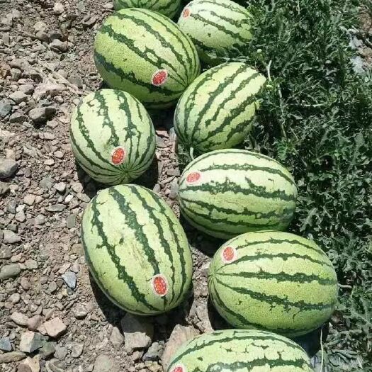 饶阳县金城5号西瓜  金城武西瓜上市，口感特甜，耐运输，供应批发商