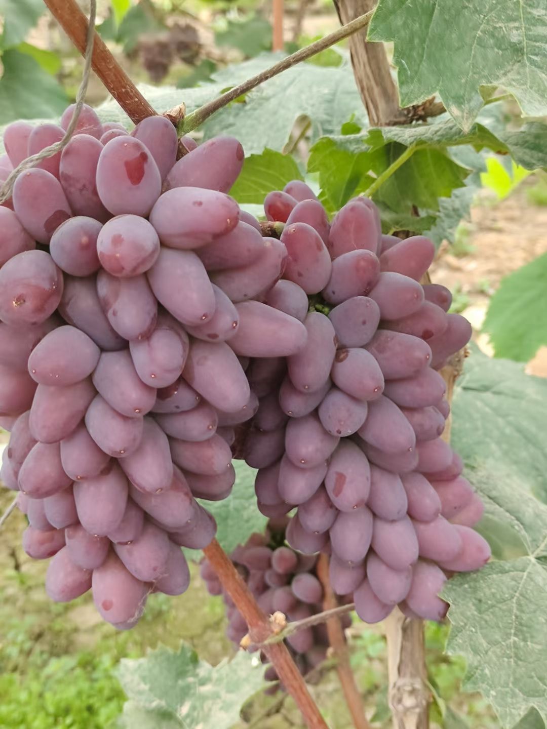 茉莉香葡萄大量上市