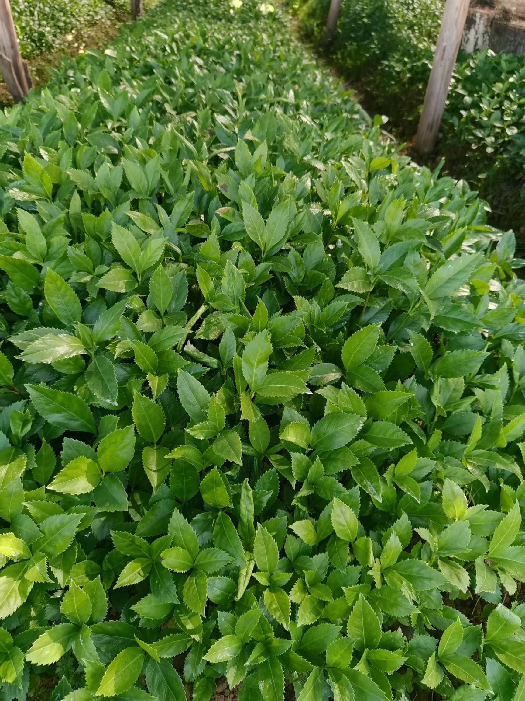 草珊瑚种子育苗