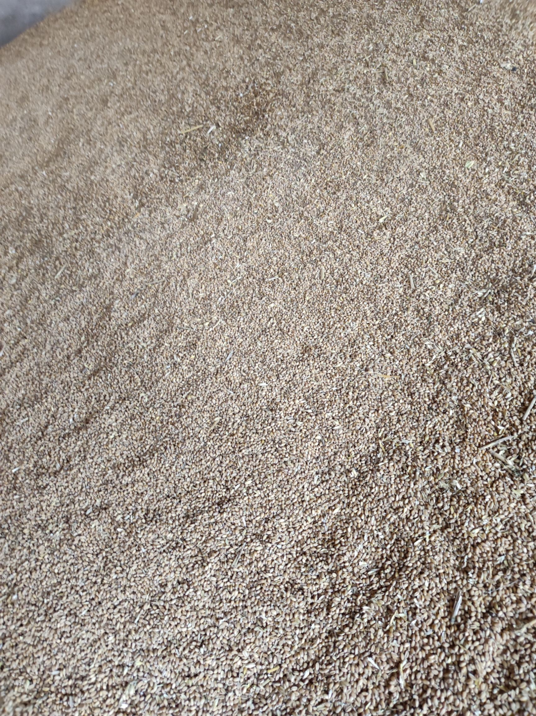 销售自家21年新小麦