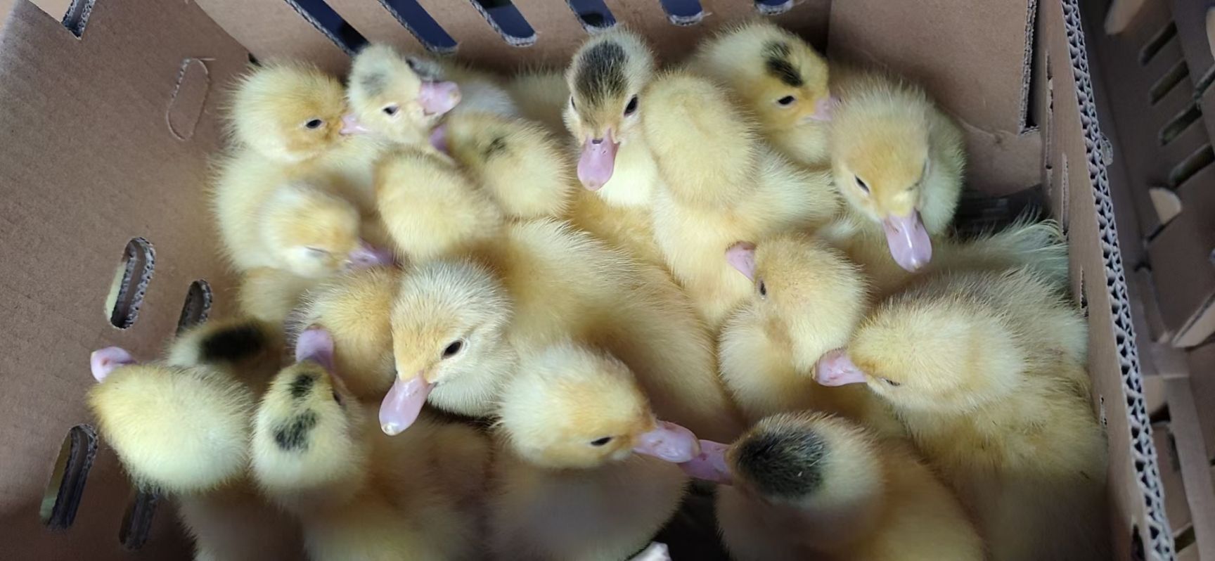 广东湛江廉江优质番鸭苗批发零售