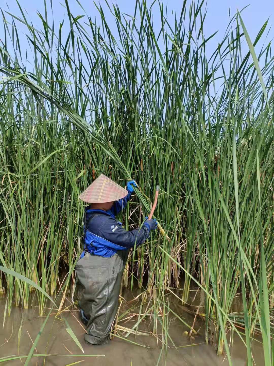 干蒲草 湿蒲草  蒲草绳  大量供应