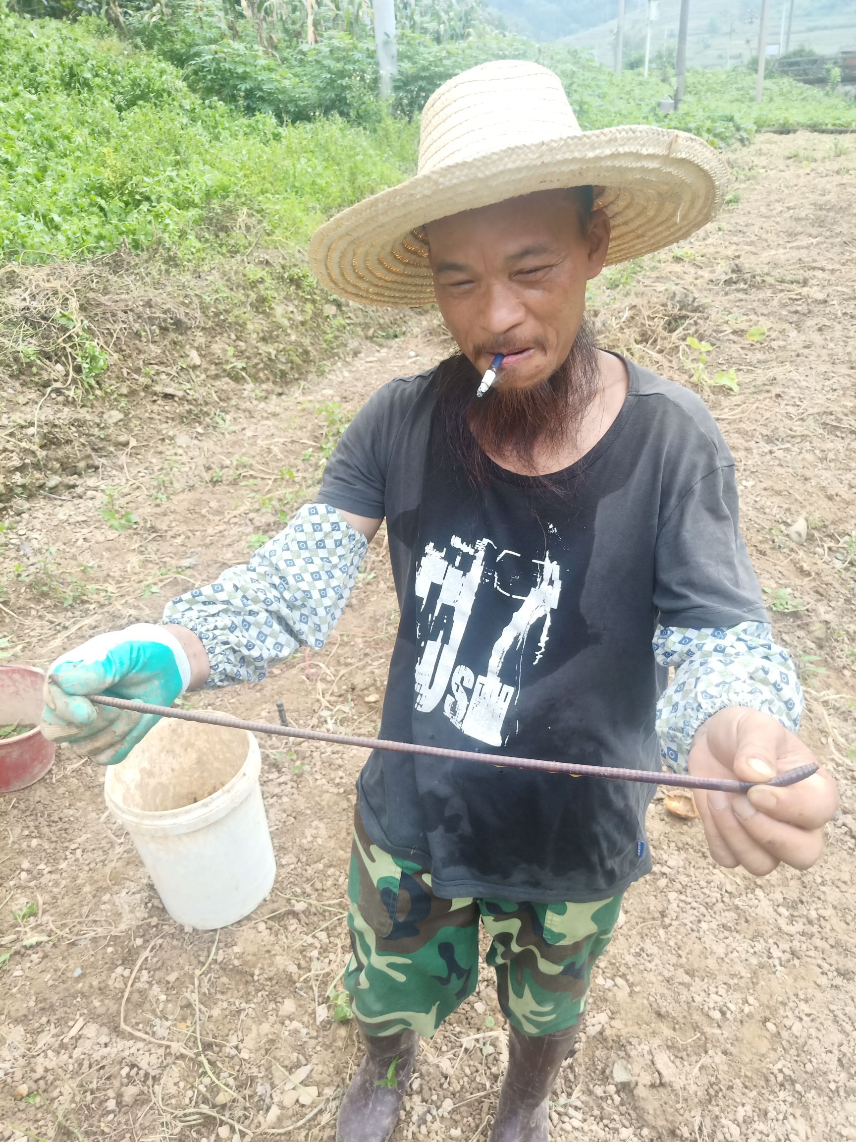 土蚯蚓 本地蚯蚓