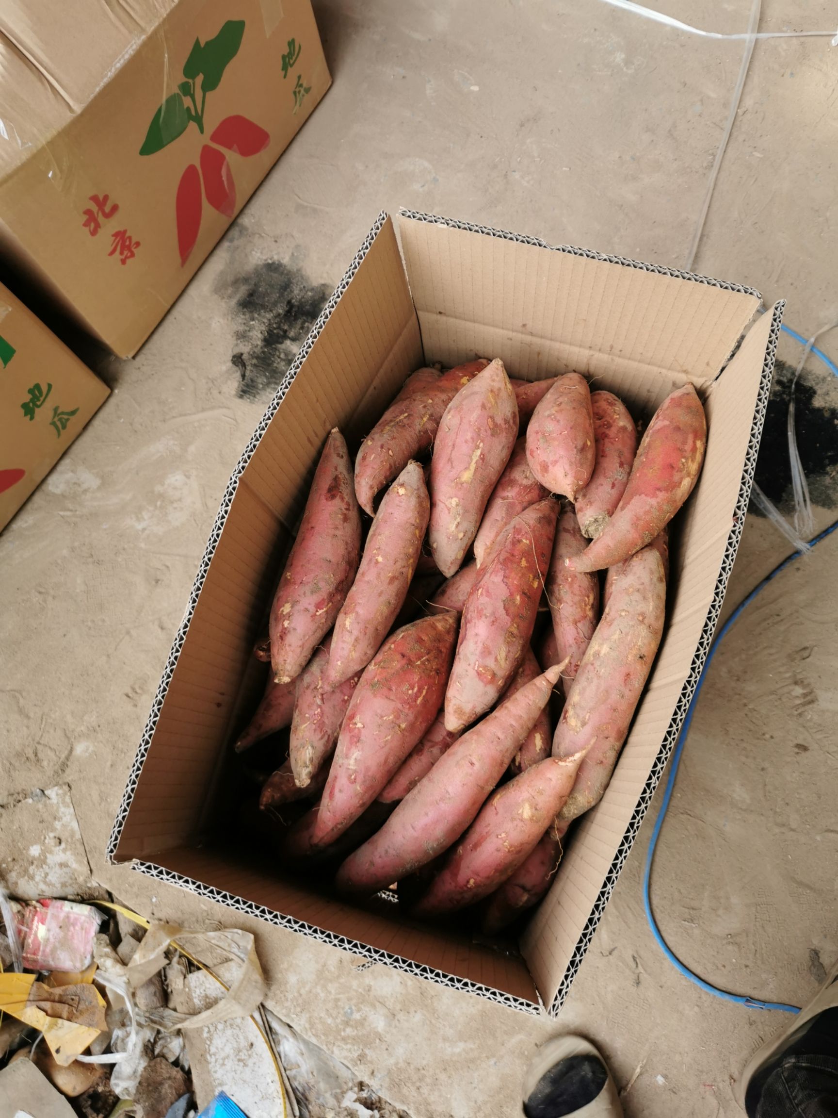 [西瓜红批发]西瓜红 开封红薯价格14元/斤 